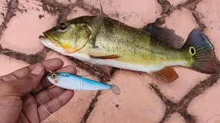 Catching Peacock Bass on Spooltek Lures !! *FISHING IN FLORIDA*