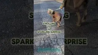 Watch till the end for a glittery suprise! #silverlabrador #puppy #dog #shorts #dogshorts #doglover