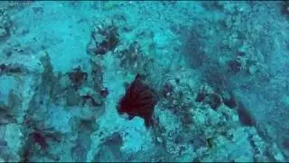 Banded Urchin
