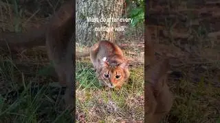 Abyssinian cat - adventures await #abyssinian #catshorts #cat #adventure #washyourhands #cutecat