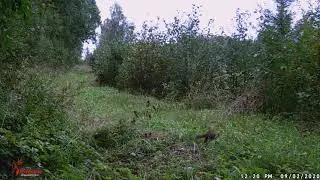 FriendlyNature.eu metsakaamera / trail camera - v&auml;ikesed metsaloomad / small forest animals