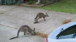 Amazing Kangaroo Sighting in Tuross Australian Wildlife Footages | Australia Travel and Nature
