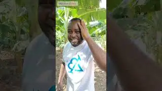 (Pt4) Building Plantain Farming Foundation