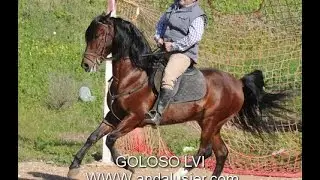 Andalusier PRE