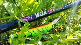 Твичевый смычок - Спиннинг Сarrotstix - Wild Wild Black. Часть 2