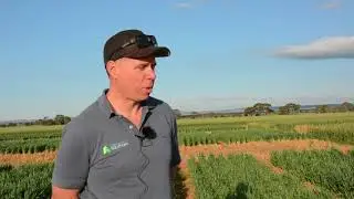 Efficiency of fertiliser N products on Calcareous and sandy soil types