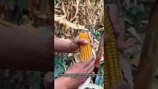 Corn Husk Peeling Tool #farming #gardening #agriculture