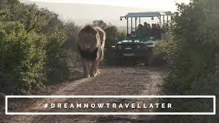 Dream Now Travel Later