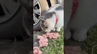Help for abandoned stray cats😿#cat #street #food #suffering #cool #help #love #like #live #animals