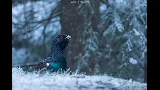 GALLO CEDRONE - ARENA DI CANTO
