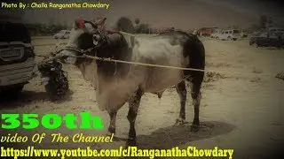 BOULDER BULLS IN ACTION at various shows held in Andhra Pradesh - 350th Video
