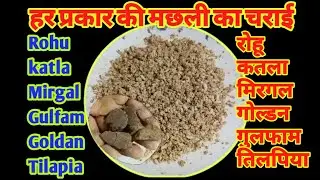 हर प्रकार की मछली का चराई || Rohu Katla Mirgal Gulfam / Many Fish With One Ground Bait || R95fishing