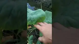 Nagtanim Ako Ng kamias#farmersvlog #simplefarmer