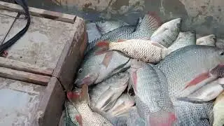 si&ecirc;u phẩm k&iacute;ch c&aacute; 52 c 24vol trị r&ocirc; phi v&ugrave;ng nước s&acirc;u lh0936655341