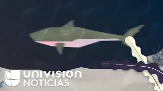 La pesca incidental es la principal amenaza a los tiburones del mundo