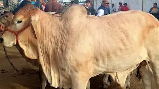 Feira do Gado Posto Alto Serra Pe.11/01/26