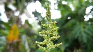 Setaria verticillata, rubah Bristly, rumput bulu kasar - Wildflowers - video stock no copyright - 4k