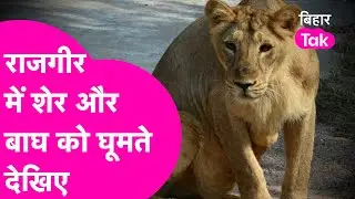 Rajgir Zoo Safari में Lion, Tiger के झुंड को घूमते देख आपका दिन बन जाएगा| Bihar Tak