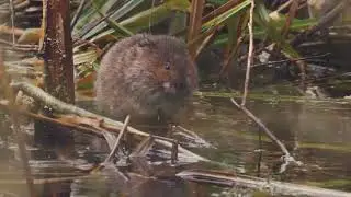 Snapshots of nature around the UK (a wildlife short film)