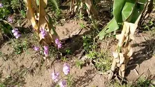 Getting Good Harvest In A Striger Infested Farm.