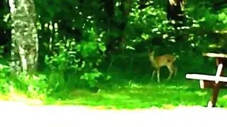 Red Deer Fawn (2013)