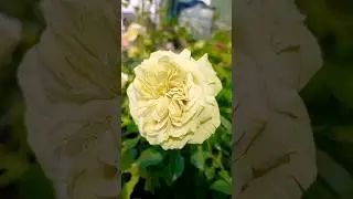 Роза Лавли Грин.Садовый центр г.Грязи.#розы #цветы #сад #садовод