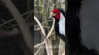 pheasant #faisan #mating  #pheasantmating