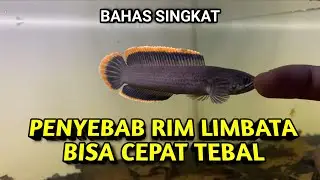 Faktor Penyebab Rim Channa Limbata Bisa Cepat Tebal!!