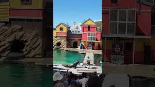 Шоу морских львов в океанариуме Sea World на Голд-Кост, Австралия!