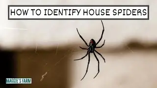 How to Identify House Spiders