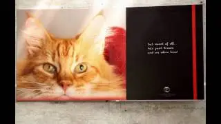 Photo book Simon the Cat