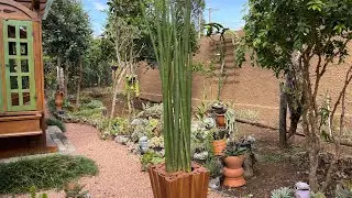 Conheça está planta perfeita para ambiente interno + cultivo completo - Lança-de-são-jorge