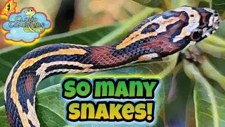 Baby Abbotts okeetees Update and Feeding. My Snake Collection 2022