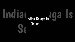 Who is indian beluga? #shorts #beluga #india