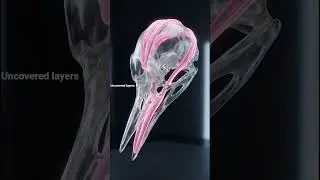 Woodpecker head: The inside veiw. #woodpecker #animals #anatomy #science #fyp #3d #brain #explore