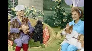 THE PET SET| FAVORITE OLE SIT-COM