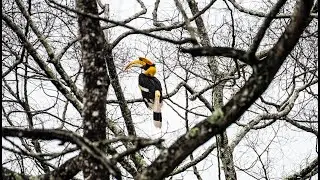 Hornbills of Anamalais