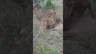 lion family chill and clean #wildlife #safari #lion #animals #africa #nature #travel #sabisands