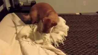 My Dog's Sleep Routine
