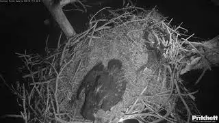 Southwest Florida Eagle Cam