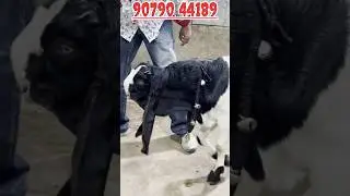 bagheera quality blood line goat #shorts #ytshorts