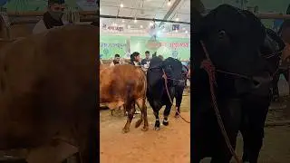 Stubborn hefty black & red Brahman cross bulls heading back to the stall after a big showdown