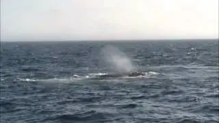 North Atlantic right whales - Quoddy Link Marine