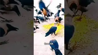 #crowsound #crow #crowsoundeffect #youtubeshorts #shortsfeed #shorts #shortvideos #drcrow #viral