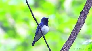 癒しの野鳥のさえずり～幸せの青い鳥「オオルリ」Vol.3