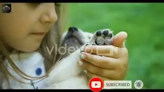 Ie newsdesk#SHORTS#youtube #dog