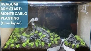 Iwagumi Dry Start: Monte Carlo Planting (TIME LAPSE)