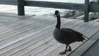 goose pooping
