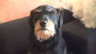 Tiere schenken?   Silvester Stress bei Tieren, was tun?