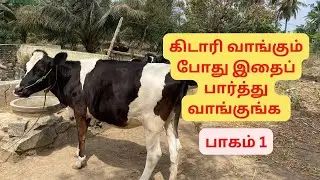 கிடாரி வாங்கும் போது இதைப்  பார்த்து வாங்குங்க  - Part 1 #dairyfarmtips #tamil